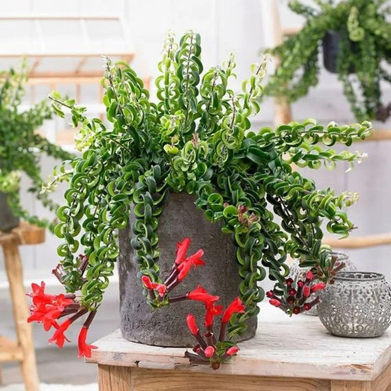 Twisted Red Lipstick House Plant Small Starter Plants Succulents