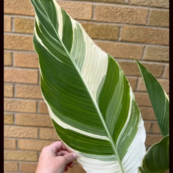 Lily Canna Stuttgart Variegated Leaf Orange Flower Tropical Looking Plant For Landscaping (Live Plant) Bulb Rhizome Tuber