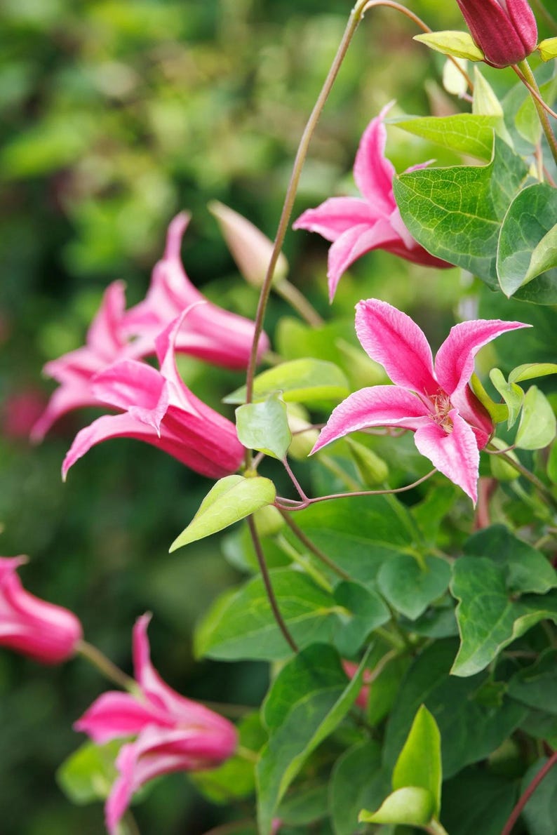 SerenityGrounds Princess Diana Texensis Clematis