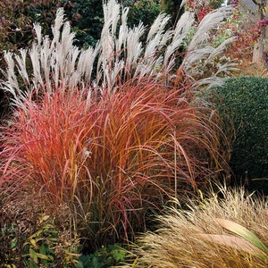 Fire Dragon Grass White Plumes Miscanthus sinensis Red Orange Fall Color Perennial Ornamental 1 Live Plant Clumping Fast Growing Plants image 1