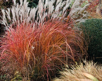 SUPER SALE - 3 PACK Fire Dragon Grass White Plumes Miscanthus sinensis Red Orange Fall Color Perennial Ornamental 1 Live Plant Clumping