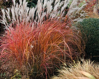 Fire Dragon Grass White Plumes Miscanthus sinensis Red Orange Fall Color Perennial Ornamental 1 Live Plant Clumping Fast Growing Plants