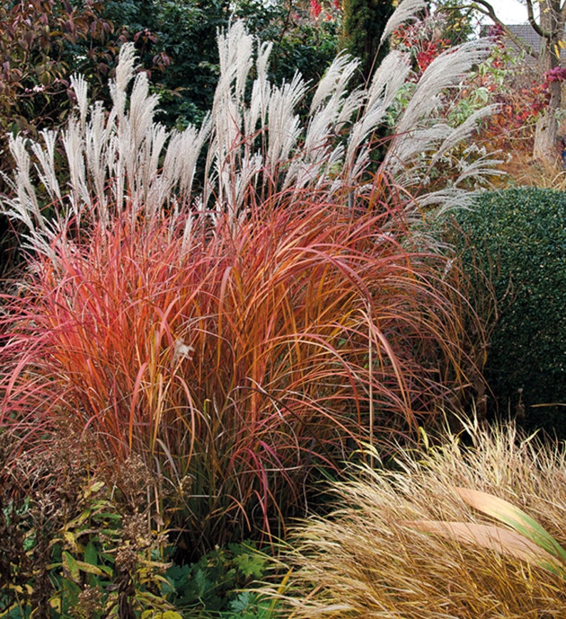 Fire Dragon Grass White Plumes Miscanthus sinensis Red Orange Fall Color Perennial Ornamental 1 Live Plant Clumping Fast Growing Plants image 1