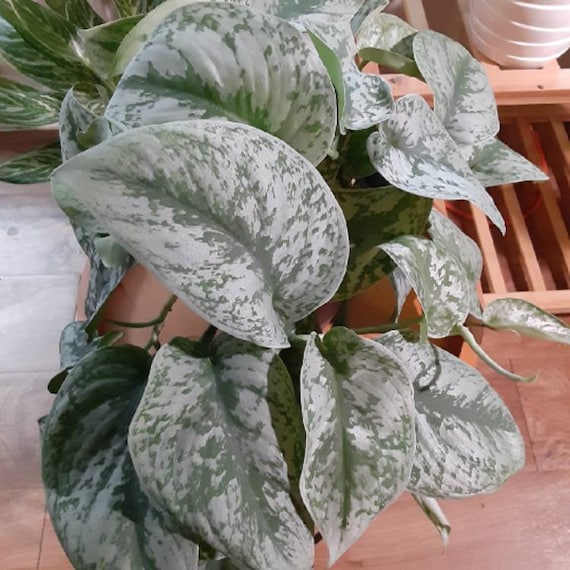 Philodendron 'Silver Cloud' - Quilted Silver Leaf Philodendron (4.5 Pot)