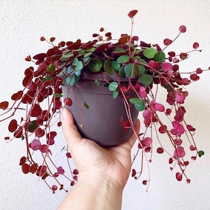 May include: A potted plant with trailing stems and small, heart-shaped leaves. The leaves transition from deep red to green, creating a vibrant contrast. The plant is in a brown pot, held by a hand against a white background.