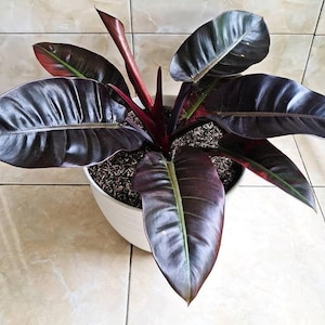 caramel marble philodendron price philippines Caramel Marble Philodendron