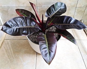 Philodendron Black Cardinal - Etsy