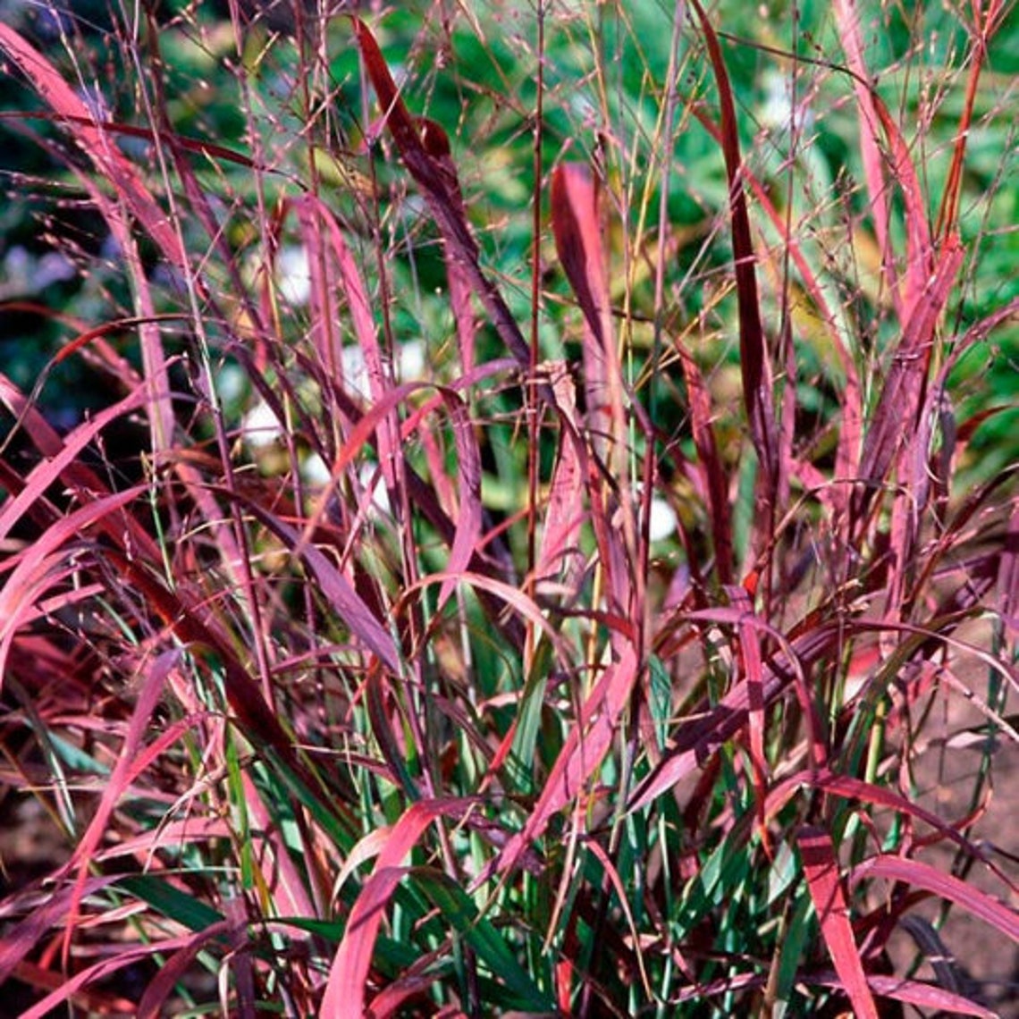 Red Switch Grass Panicum Tall Grows 4' Feet Perennial Etsy