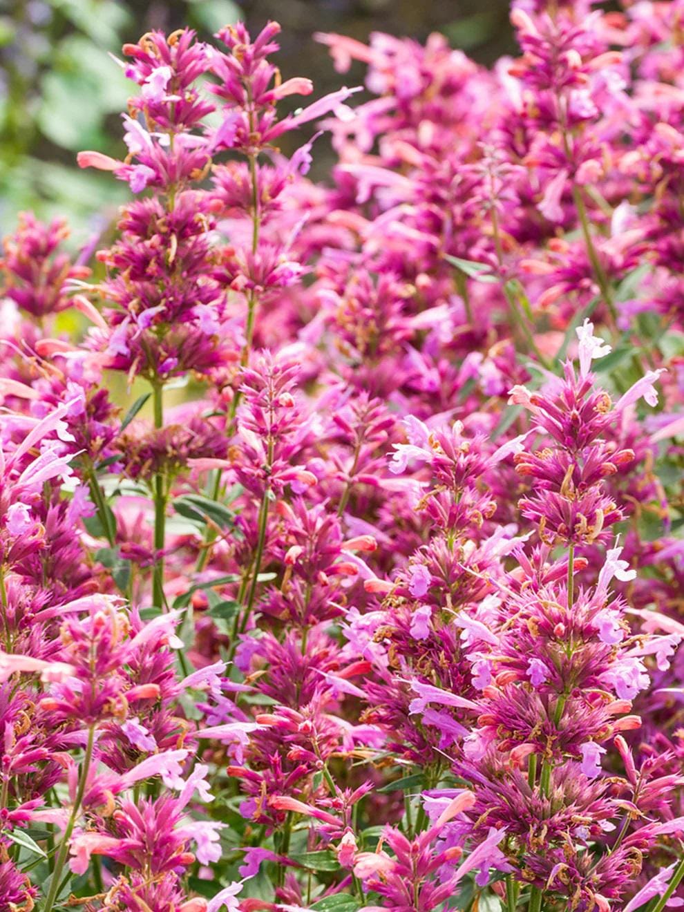 Butterfly Bush Rosie Posie Pink Purple Flowers Perennial Live Plant