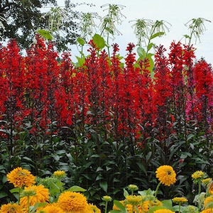 May include: A vibrant flower garden with a row of tall, red cardinal flowers in the center. The flowers are surrounded by a variety of other flowers in shades of pink, yellow, and white.