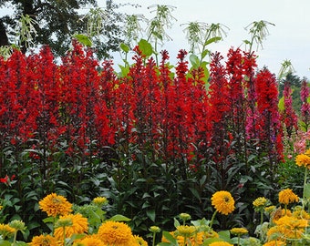 Black Truffle Red Cardinal Flowers Live Plant 2.5" x 4" Pots Perennial flower large many blooms