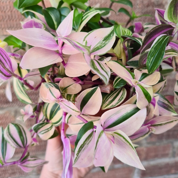 Tricolor Tradescantia zebrina Variegata Pallida House Plant indoor small starter Purple Heart Fast Growing Plants Rare