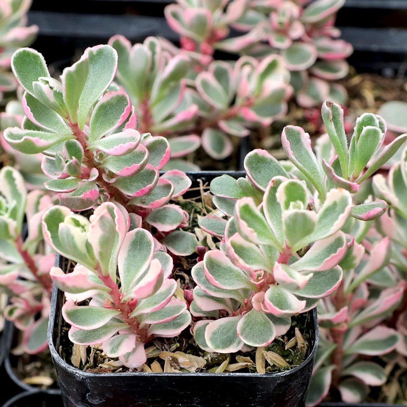 Tricolor Raspberry Ground Cover Tricolor Sedum Ground Cover - Etsy