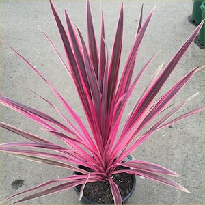 May include: A pink and green potted plant with long, thin leaves. The plant is in a black pot and is sitting on a gray surface.