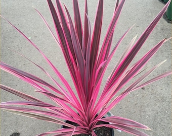 SUPER SALE - 2 Pack Pink Cordyline Charlie Boy Grass Like Ornamental 1 Live Plant Clumping Fast Growing Plants