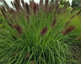 PRE-ORDER SALE - Ginger Love Perennial Grass