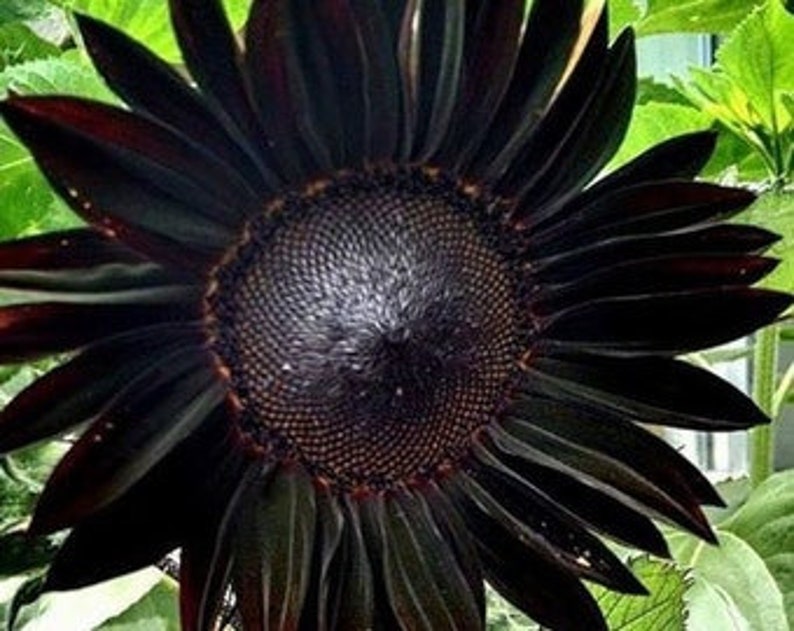 Sunflower Seeds Black Beauty Flowers Organic Flower Seed USA Etsy
