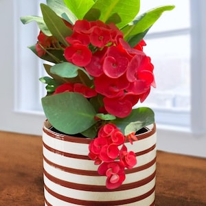 May include: A potted plant with vibrant red flowers and green leaves. The plant is in a ceramic pot with brown and white horizontal stripes. The background includes a window and a wooden surface.