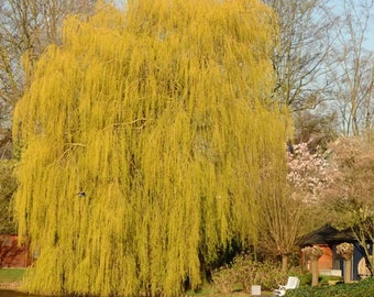 Golden Weeping Willow Cuttings tristis Salix Fresh Cut Stems Upon Order No Roots