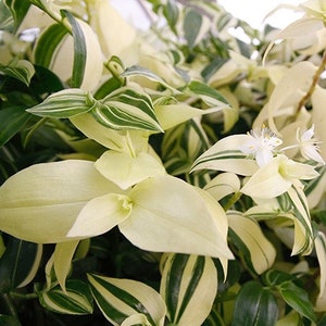 3 Cuttings Tradescantia fluminensis variegata House Plants Live Plant Wandering Jew Houseplants Rare image 1