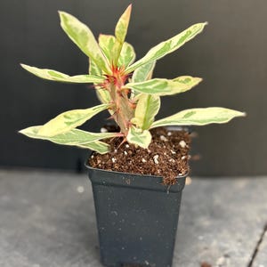 White Lightning Variegated Crown of Thorns Flowers Succulents Perennial ...