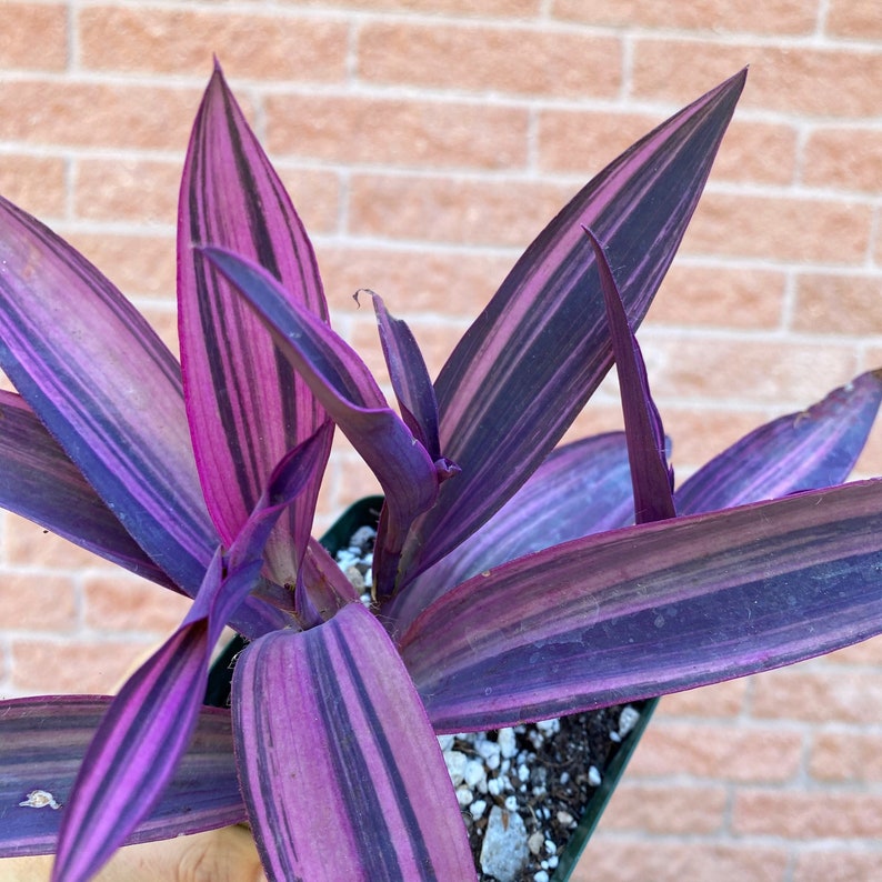 Pode incluir: Close-up de uma planta Tradescantia, tamb&eacute;m conhecida como 'judeu-errante'. A planta apresenta folhas longas e pontiagudas com listras vibrantes roxas e rosas. As folhas est&atilde;o dispostas em um padr&atilde;o de roseta, com algumas folhas novas desdobrando-se.