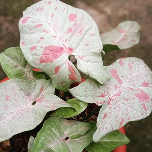 Syngonium Milk Confetti Rare 2.5&quot; inch Starter Pot House Plants Live USA Seller ppp Variegated Fast Growing Plants Home Decor