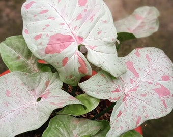 Syngonium Milk Confetti Rare 2.5" inch Starter House Plants Live Usa Seller ppp Variegated Fast Growing Plants Home Deco