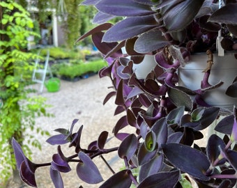 3 Purple Fuzzy Sillamontana Cuttings Tradescantia House Plants Wandering Jew Houseplants