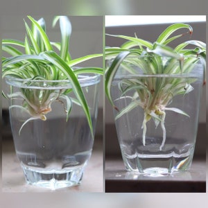 Spider Plant Cuttings Babies House Plants Live Variegated houseplants