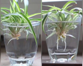 Spider Plant Cuttings Babies House Plants Live Variegated houseplants