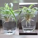 see more listings in the Houseplants section