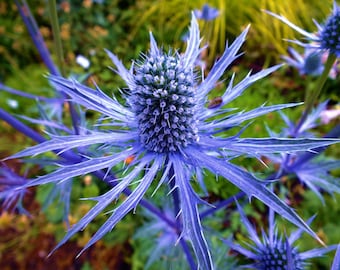 Blue Sea Holly Live Plant Perennial Eryngium Blue Plant Flowers Floral Arrangement Live Plants