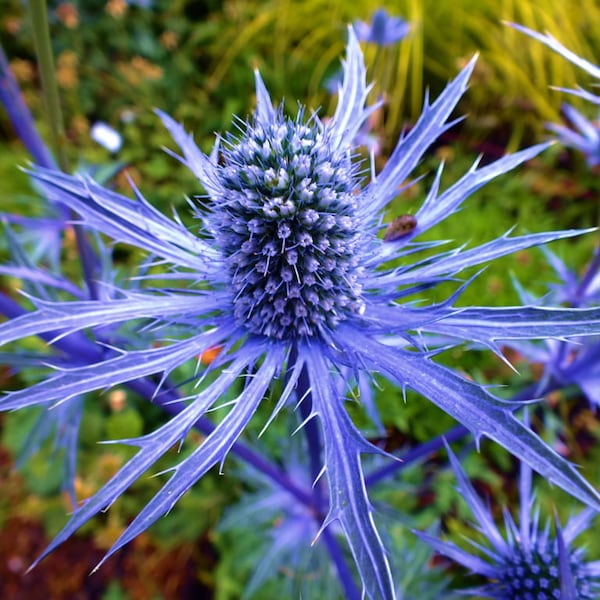 Cardo marino azul, planta viva perenne, Eryngium, flores azules, arreglo floral, plantas vivas
