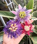 PRE-ORDER SALE - 3 Pack Mixed Passion Flowers Vine Starter Plant (Live Plants) - Passiflora