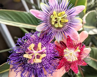 PRE-ORDER SALE - 3 Pack Mixed Passion Flowers Vine Starter Plant (Live Plants) - Passiflora