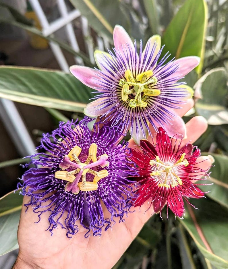 PRE-ORDER SALE - 3 Pack Mixed Passion Flowers Vine Starter Plant (live ...