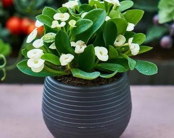 SUPER SALE - White Crown of Thorns Flowers Succulents Houseplants
