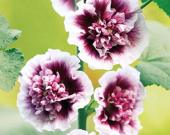 Creme de Cassis Double Hollyhock Live Plant Perennial Purple and White Flowers in Summer