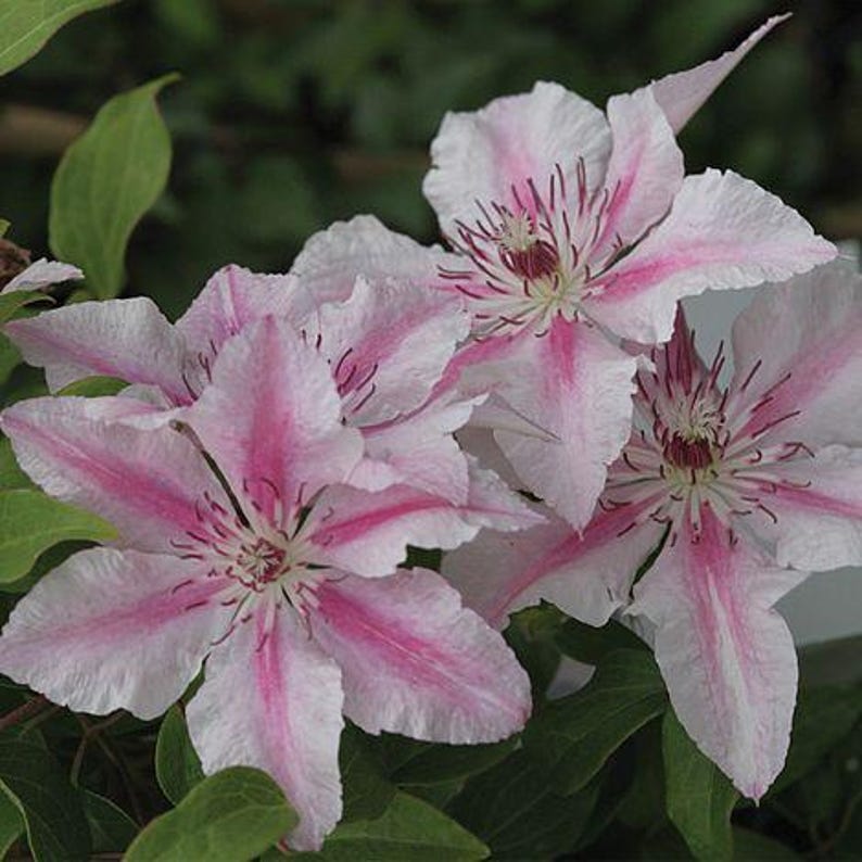 Pink Fantasy Clematis Vine Flowers Vines Climbing Plants Starter Plant