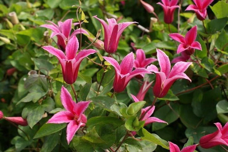 SerenityGrounds Princess Diana Texensis Clematis - Thumbnail 3