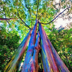 Rainbow Eucalyptus Tree LIVE PLANT Fast Growing Trees