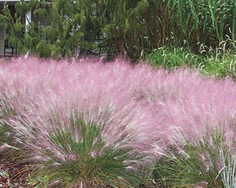 PINK Muhly Perennial Grass Muhlenbergia 1 small pot