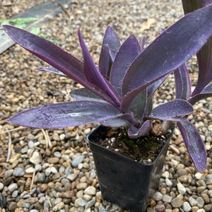 Purple Heart Cuttings Tradescantia pallida House Plants Live Plant Houseplants Black Purple Wandering Jew Inch Plant image 4