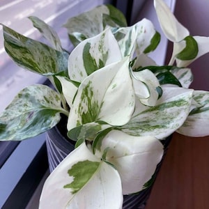 Manjula Pothos Houseplant Live Plant Potted 2.5" x 4" pot