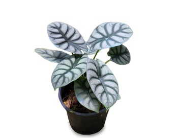 Silver Dragon Alocasia Pothos Houseplant Live Plant Rare House Plants