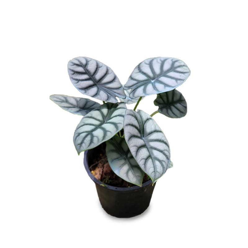 HOUSEPLANT SALE Silver Dragon Alocasia Pothos Houseplant Live Plant Rare House Plants