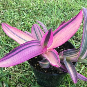 Pode incluir: Uma planta Tradescantia pallida em vaso, tamb&eacute;m conhecida como cora&ccedil;&atilde;o roxo, com folhas listradas rosa e roxo vibrantes. A planta est&aacute; em um vaso de pl&aacute;stico preto, em um fundo de grama verde.