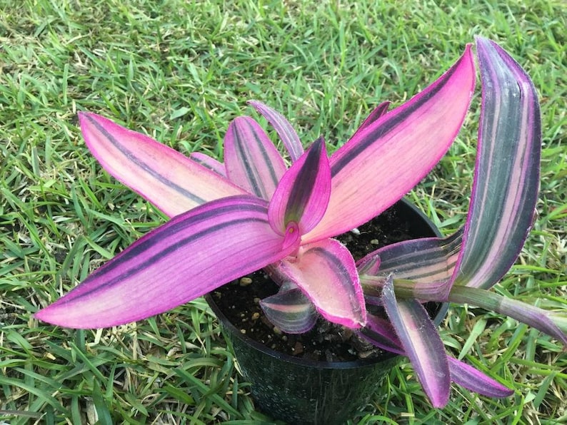 Pode incluir: Uma planta Tradescantia pallida em vaso, tamb&eacute;m conhecida como cora&ccedil;&atilde;o roxo, com folhas listradas rosa e roxo vibrantes. A planta est&aacute; em um vaso de pl&aacute;stico preto, em um fundo de grama verde.