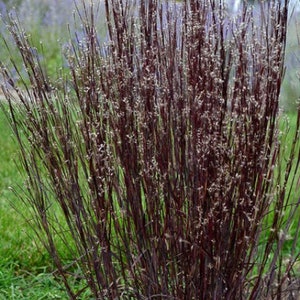 BLACKHAWKS Grass Big Bluestem Perennial Ornamental 1 Live Plant Clumping Fast Growing Plants